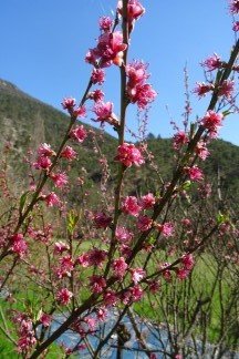 Pche de vigne